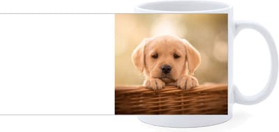 Beker - Golden Retreiver Pup Mand