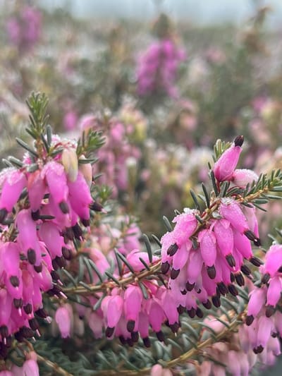 Winterheide Roze - 10 Stuks - Erica carnea 'Rubins Pallette' - P9.5 - Plant - Tuinplant - Heide