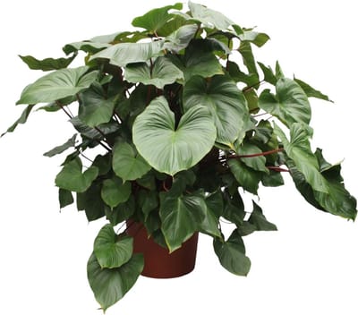 Groen rode opvallende kamerplant (Homalomena Rubescens Maggy), 170 cm hoog, ø60