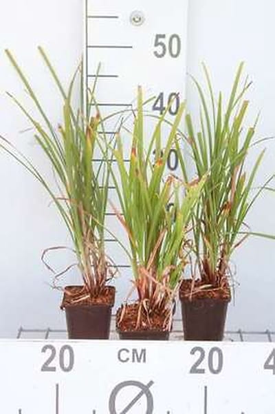 6x Zegge - Carex grayi | 9x9 cm pot