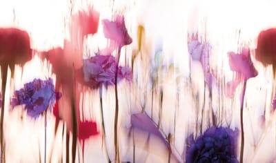 Foto Aquarel Bloemen - DW6004