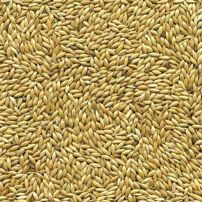 Witzaad 5 kilo - Overige zaden - Vogelzaad - Vogelvoer - Enkelvoudige vogelzaden