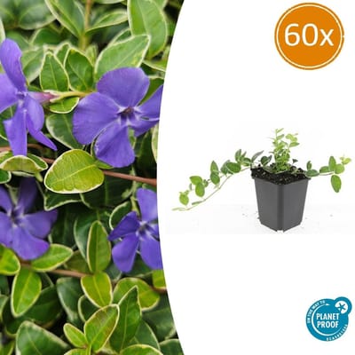 Tuinplantenshop.com | Vinca minor 'Ralph Shugert' | 60 stuks - Ø9cm - 10-25cm hoog - Tuinplant