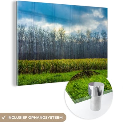 ® Glasschilderij 180x120 cm - Schilderij acrylglas - Beschermde bossen in het Nationaal park Alas Purwo in Indonesië - Foto op glas - Muurdecoratie woonkamer - Wanddecoratie slaapkamer - Schilderijen
