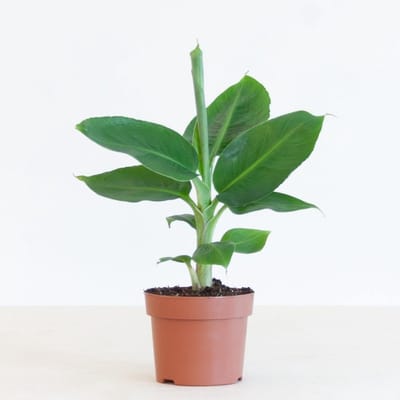 JUNAVERA Musa Tropicana bananenplant | tropische terrariumplant voor huis en woonkamer | 12 cm pot | 35 cm hoog