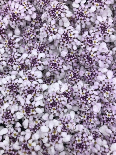 6x Scheefkelk,scheefbloem - Iberis Sempervirens 'Pink ice'® | 9x9 cm pot