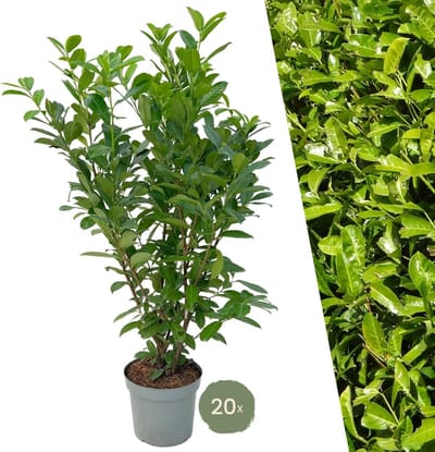 Plants by Frank | 20 Extra grote Laurierkers Rotundifolia voor 10 strekkende meter haag | ↨ 125-150 cm in 15 liter pot | Prunus Rotundifolia | Haagplanten | Haagplanten Wintergroen | Haagplanten | Laurierplant