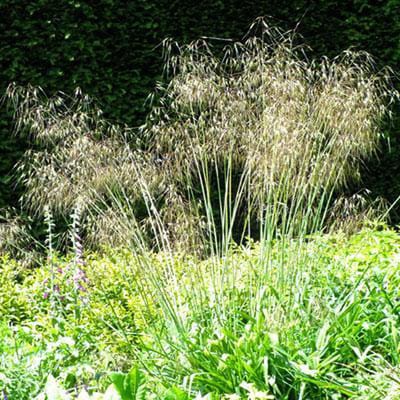 6 x Stipa Gigantea - Vedergras - pot 9 x 9 cm - Delicaat Vedergras