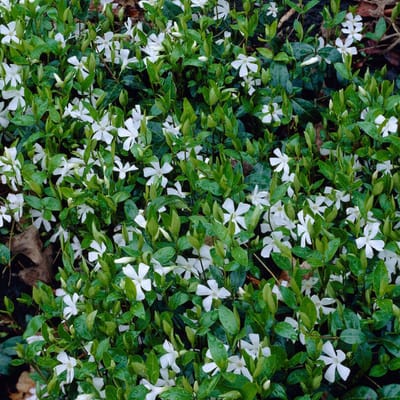 Maagdenpalm (Vinca Minor) - 6x - Witte Gertrude Jekyll - alba - Vaste planten - Groenblijvend - Bodembedekkers - Voorjaarsbollen
