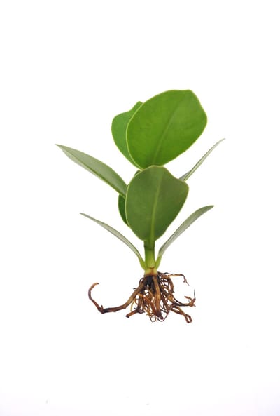 Intenz | Stekje in water | Refill small | Clusia rosea Princess | 12cm
