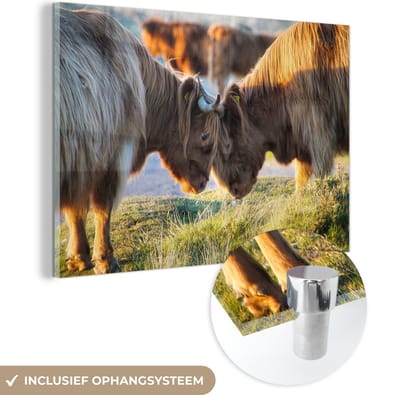 MuchoWow® Glasschilderij 150x100 cm - Schilderij acrylglas - Schotse Hooglanders - Dieren - Zon - Foto op glas - Schilderijen