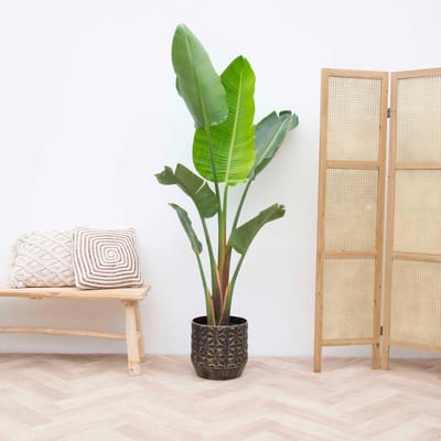 Strelitzia Augusta - 210cm - ⌀30