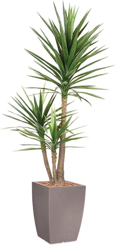 Kunstplant Yucca in Genesis vierkant taupe H200 cm