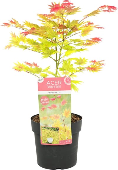 Bloomique - Acer Shirasawanum Moonrise - Japanse Esdoorn - Tuinplanten -Winterhard- Hoogte 30-40 cm - Pot 15 cm