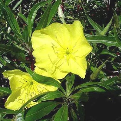 6 x Oenothera Macrocarpa - Teunisbloem Pot 9x9 cm - Geelbloeiende Nachtbloeier