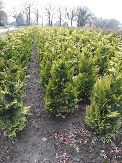 Laurier Prunus Novita 100-120 cm in Pot, 18x Haagplant