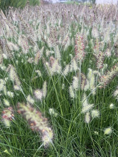 6x Lampenpoetsergras , Borstelveergras - Pennisetum alopecuroides ‘Little Bunny' | 9x9 cm pot