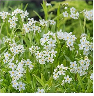 Moerings Myosotis Palustris Alba | Moeras-Vergeet-Mij | In 9CM pot