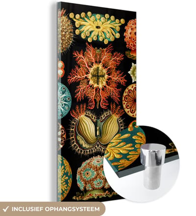 MuchoWow® Glasschilderij 20x40 cm - Schilderij acrylglas - Vintage - Ernst Haeckel - Zeedier - Natuur - Zee - Kunst - Foto op glas - Schilderijen