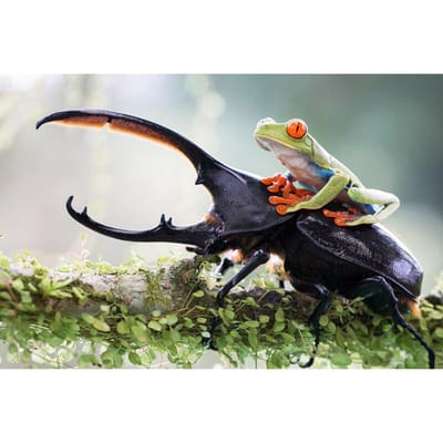 Diamant peinture grenouille coccinelle bricolage diamant broderie artisanat Animal diamant mur Arts 20X30CM black