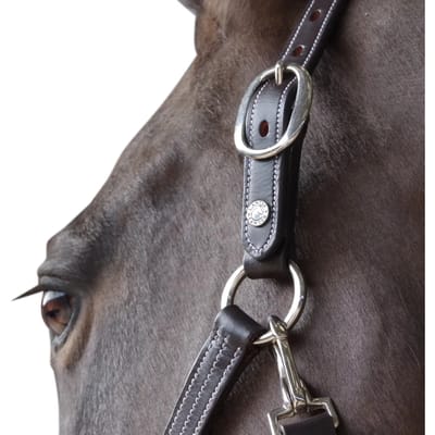 Gevoerd lederen halster voor paarden Canter