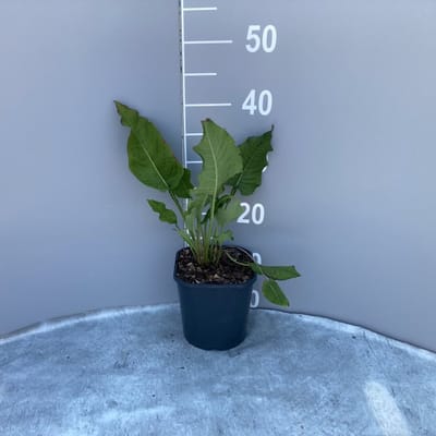 Plants Online - Tuinplanten - Vaste planten - Set van 1 - Persicaria amplexicaulis 'Speciosa' - 2 liter pot - Plant