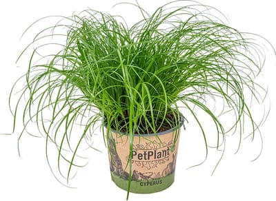 Bloomique - Cyperus Zumula - Kattengras - Kamerplanten - Diervriendelijk - Hoogte 20-30 cm - Pot 12 cm