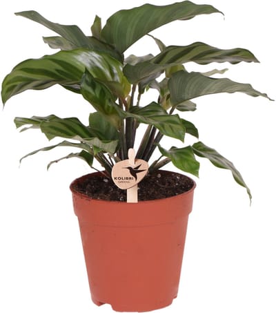 Kolibri Greens | Groene plant - Calathea - groene kamerplant - vers van de kweker - Ø9cm