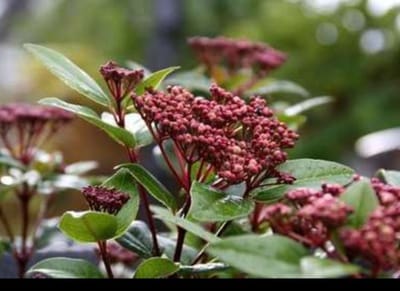 Viburnum tinus 'Spirit'® ('anvi'®) - Sneeuwbal 'Spirit' 25- 30 cm in pot