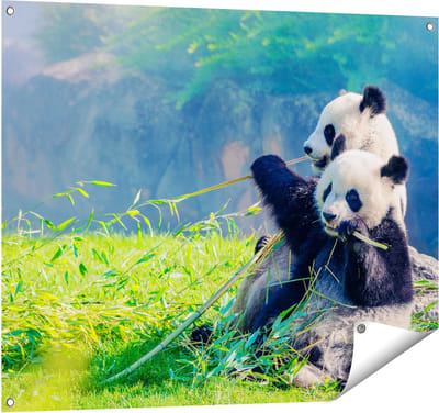 Gards Tuinposter Twee Panda's Eten Bamboe Riet - 100x80 cm - Tuindoek - Tuindecoratie - Wanddecoratie buiten - Tuinschilderij