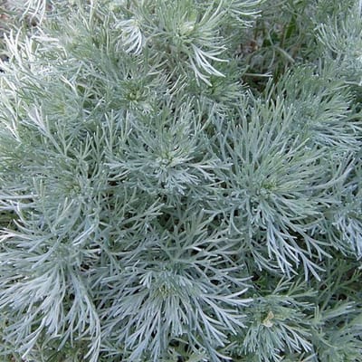 6 x  Artemisia schmidtiana 'Nana' - Bijvoet pot 9x9 cm