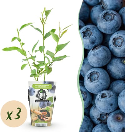 Plantenboetiek.nl | Blauwe Bes - Vaccinium corymbossum Goldtraube - Winterhard - 3 Planten - Ø9cm - 15-25cm hoog - Tuinplant