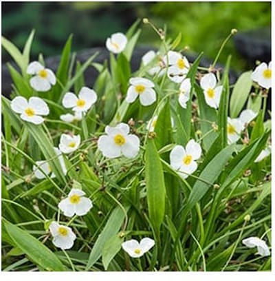 Moerings Baldellia Ranunculoides | Stijve Moeras Weegbree | In 18CM Mand Kant en Klaar