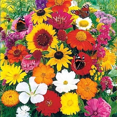 Bloemen mix zaden - Vlinderbloemenmix