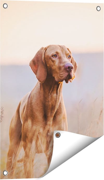 Gards Tuinposter Hongaarse Vizsla Hond in het Gras - 40x60 cm - Tuindoek - Tuindecoratie - Wanddecoratie buiten - Tuinschilderij