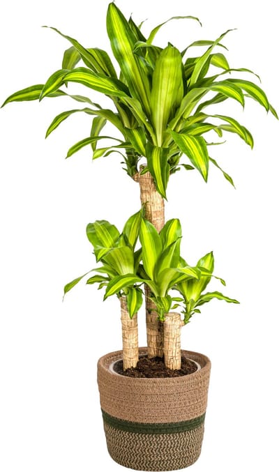 Plantenboetiek.nl | Dracaena Fragrans Massangeana met mand - Ø21cm - 90-110cm hoog - Kamerplant - Groenblijvend