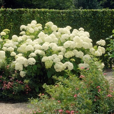 12 x Hortensia Annabelle Wit - Bolhortensia Winterhard - Hydrangea Annabelle in C2(liter) pot met hoogte 20-40cm
