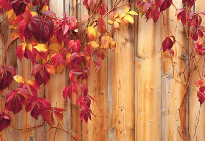 Fotobehang Wood Fence Flowers | XL - 208cm x 146cm | 130g/m2 Vlies
