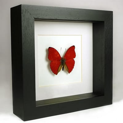 Opgezette Rode Vlinder in Zwarte Lijst 16x16 cm - Cymothoe Sangaris