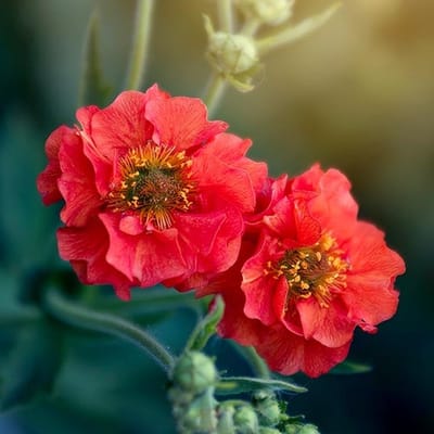 Geum zaden - Mrs. Bradshaw