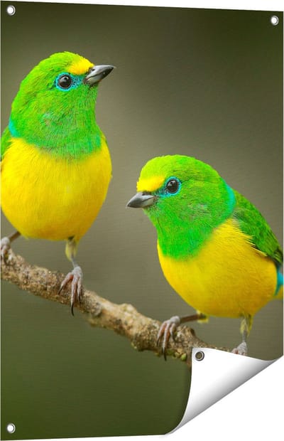 Gards Tuinposter Twee Groen Gele Zangvogels op een Tak - 60x80 cm - Tuindoek - Tuindecoratie - Wanddecoratie buiten - Tuinschilderij
