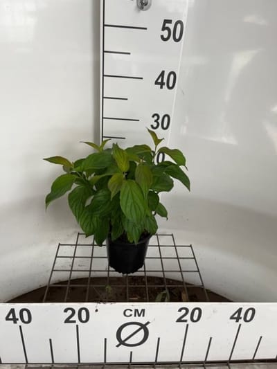 Plants Online - Tuinplanten - Heesters - Set van 1 - Cornus sericea 'Kelseyi' - 1.3 liter pot - Plant 25-30 cm