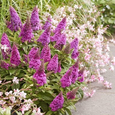 Buddleja d. Candy Little Cerise – Set van 2 - Dwergvlinderstruik - Pot 3 liter - Roze Rode Bloem