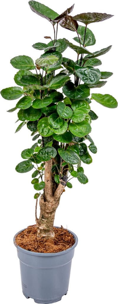 Bloomique - Polyscias Fabian - Aralia - Kamerplanten - Luchtzuiverend - Diervriendelijk - Gemakkelijk in onderhoud - Hoogte 50-60 cm - Pot 17 cm