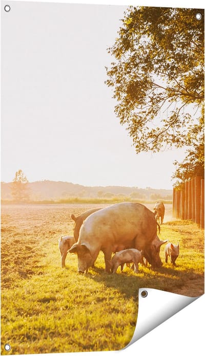 Gards Tuinposter Varken Familie - Varkens - 60x90 cm - Tuindoek - Tuindecoratie - Wanddecoratie buiten - Tuinschilderij
