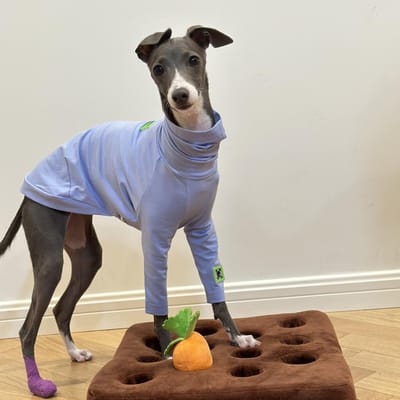 T-shirt en coton bleu doux pour chien Huibit, vêtements élastiques pour printemps et automne, pyjama à col haut pour petit lévrier Bedlington Size 1 gray