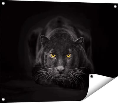 Gards Tuinposter Zwarte Panter met Oranje Ogen - 80x60 cm - Tuindoek - Tuindecoratie - Wanddecoratie buiten - Tuinschilderij