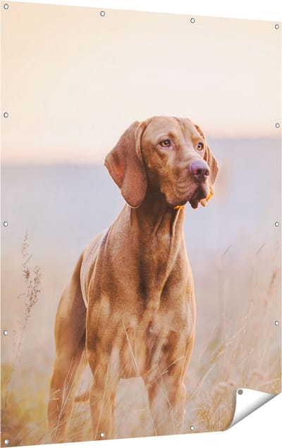Gards Tuinposter Hongaarse Vizsla Hond in het Gras - 120x160 cm - Tuindoek - Tuindecoratie - Wanddecoratie buiten - Tuinschilderij