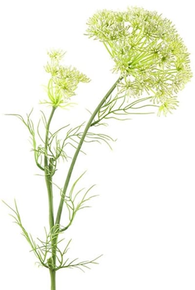 Countryfield Daucus Carota Wit - Zijdenbloem