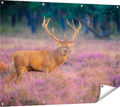 Gards Tuinposter Hert in de Weide tijdens Zonsondergang - 120x90 cm - Tuindoek - Tuindecoratie - Wanddecoratie buiten - Tuinschilderij